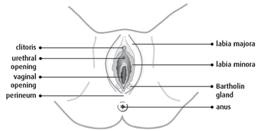 perineum following the birth of your baby.jpg